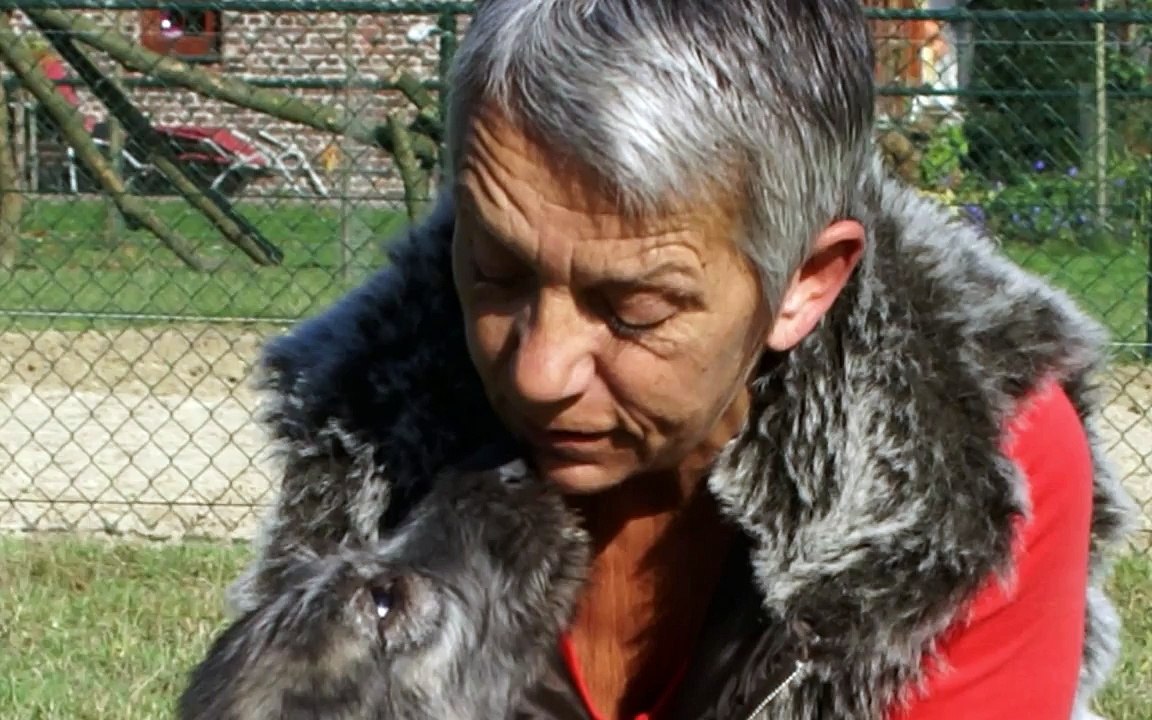 KENNEL GAELFORCE - Irish Wolfhounds, Belgium