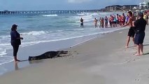 Un Alligator sur une plage de la Caroline du Sud