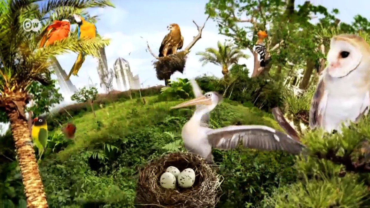 Benin: Auf den Spuren eines seltenen Vogels | Global 3000