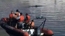 Argentine : une baleine s'égare dans une marina de Buenos Aires