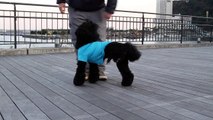 I am TONTO  leg dog training ricks 　足技【犬のおもしろトレーニング】