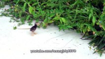 Worm ATTACK by 3 Hilarious Chicks.  Yakety Sax (The Benny Hill Theme)