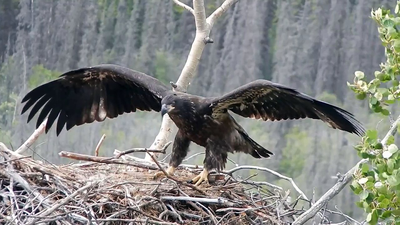 Baby bald eagle learning to fly with the help of the wind