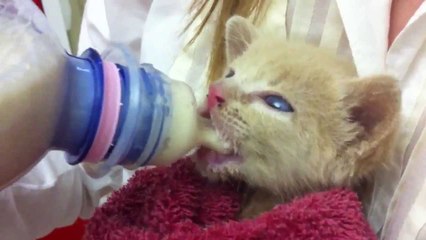 baby kitten loves milk :)