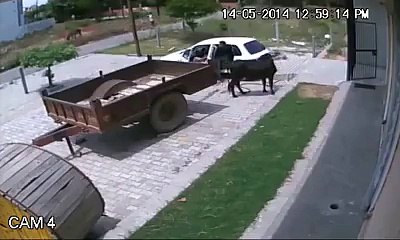 Cow Putting In Car Live Show