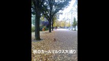 日本からきた小さな犬のベルリン散歩14ー美しい秋