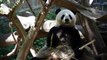 Cute Panda Eating Bamboo @ San Diego Zoo