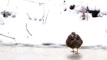 Dancing BIrd