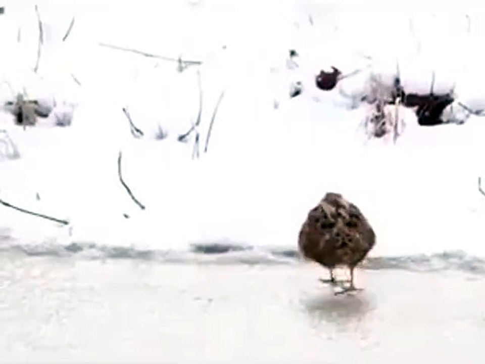 Dancing BIrd