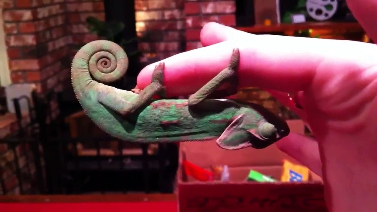 Baby veiled chameleon eating crickets