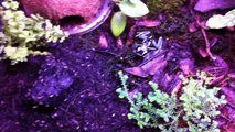 red eyed tree frog set up