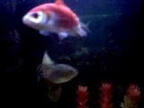 Piranha pity  pauvre poisson rouge