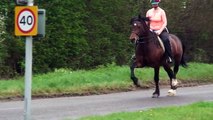 Welsh cob stallion showing his extended trot