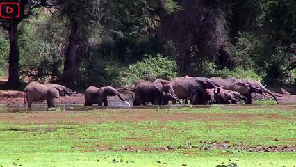 Animals Documentary HD Elephant Action Full documentary National geo graphic Animals