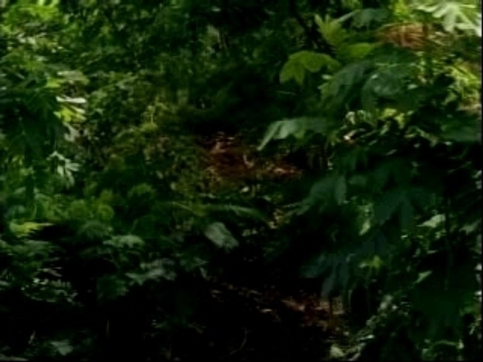 Sawyer,Sayid and Juliet scene