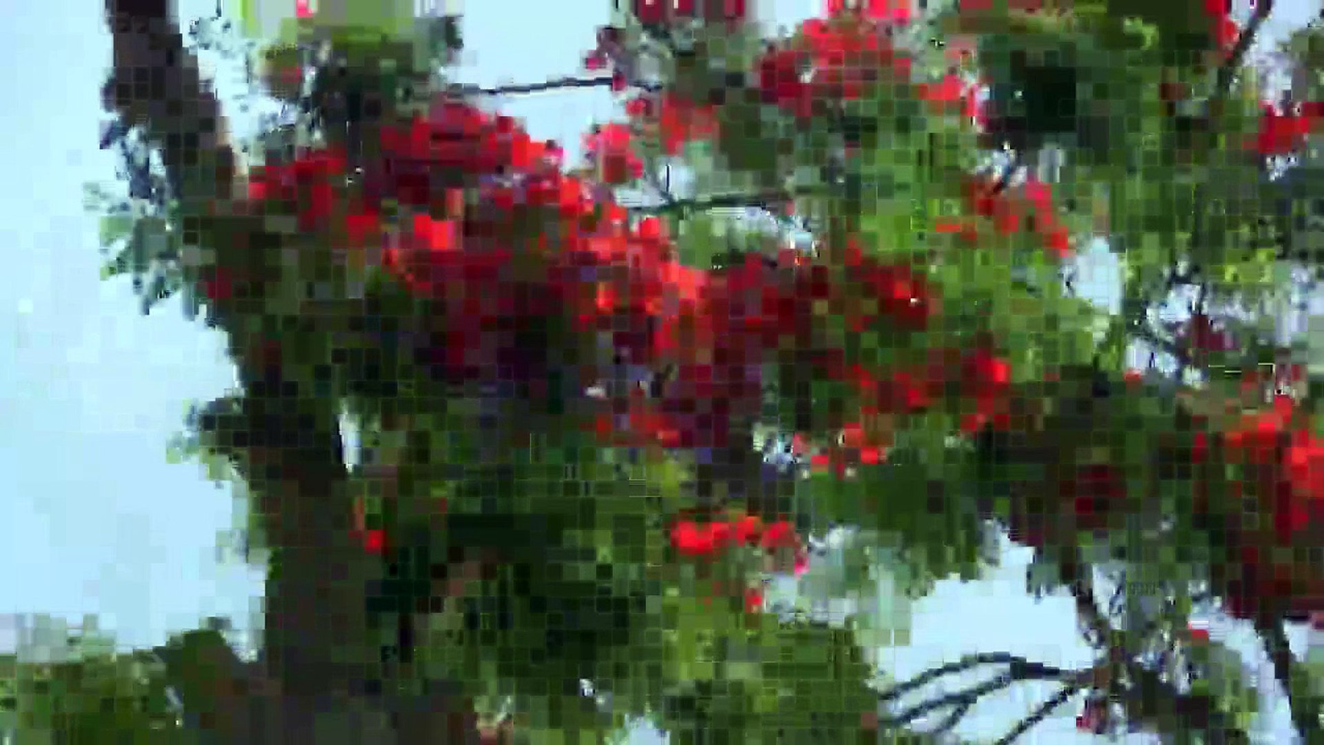 Cairo, Egypt Travel Video