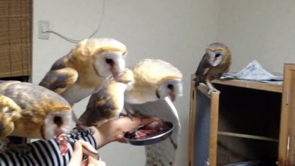 【メンフクロウのお食事タイム】