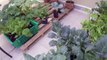 How to grow in raised beds - الزراعة المنزلية باستخدام الصناديق المرتفعة