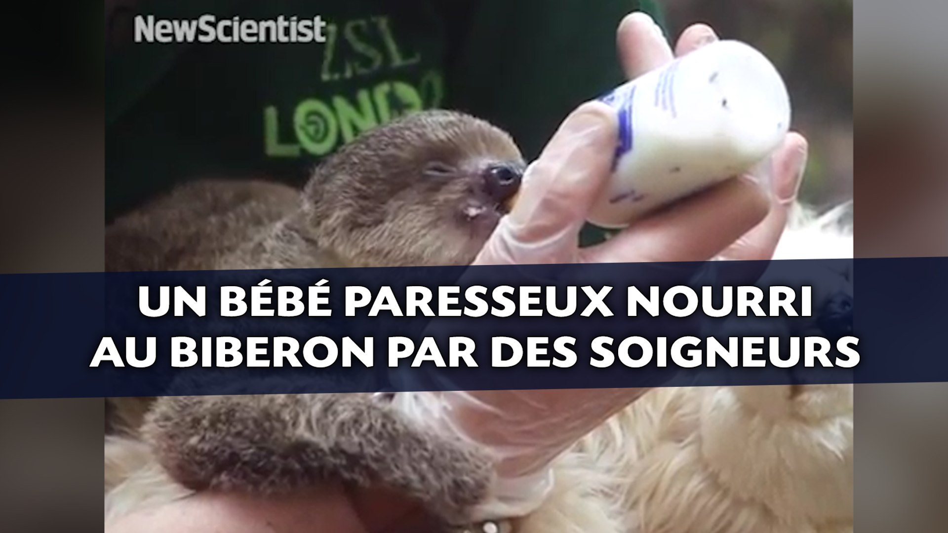 Un Bebe Paresseux Nourri Au Biberon Par Des Soigneurs Video Dailymotion