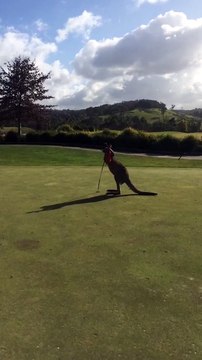 Un kangourou s'incruste sur un parcours de golf