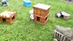 Kaninchen Vergesellschaftung (4 Kaninchen) / Bunnies