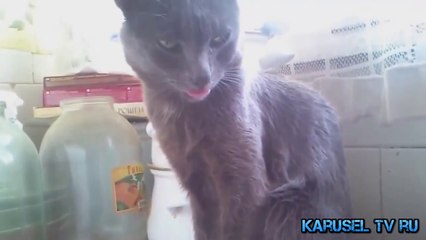 ПРИКОЛЫ 2015- Подборка лучшего 2015 Funny videos! #15