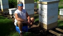 Assembling & Inserting Foundation in Comb Honey Frames for your Bee Hive