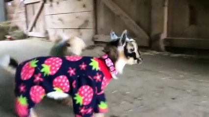 Baby Goats Play in Pajamas