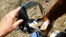 Baby Goats See Themselves in a Mirror for the First Time!