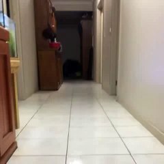 So Cute Jumping Baby Goat    Funny Animals