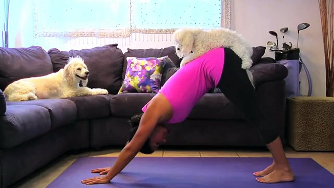 THIS DOG LOVES YOGA