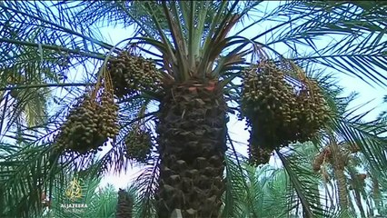 Poljoprivredna kriza zbog nedostatka vode u Basri