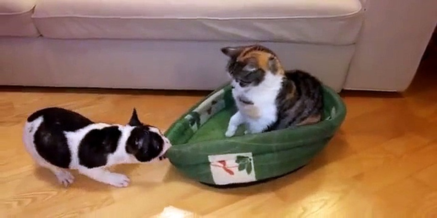 PUPPY TRIES TO RECLAIM BED FROM UNIMPRESSED CAT (PART 1)