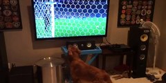 SPORTS LOVING DOG WATCHING THE WORLD CUP