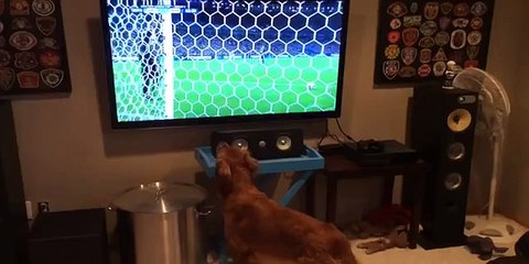 SPORTS LOVING DOG WATCHING THE WORLD CUP