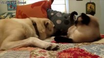 Chó mèo đánh nhau hài hước [Dogs vs Cats Top 10 Funny videos]