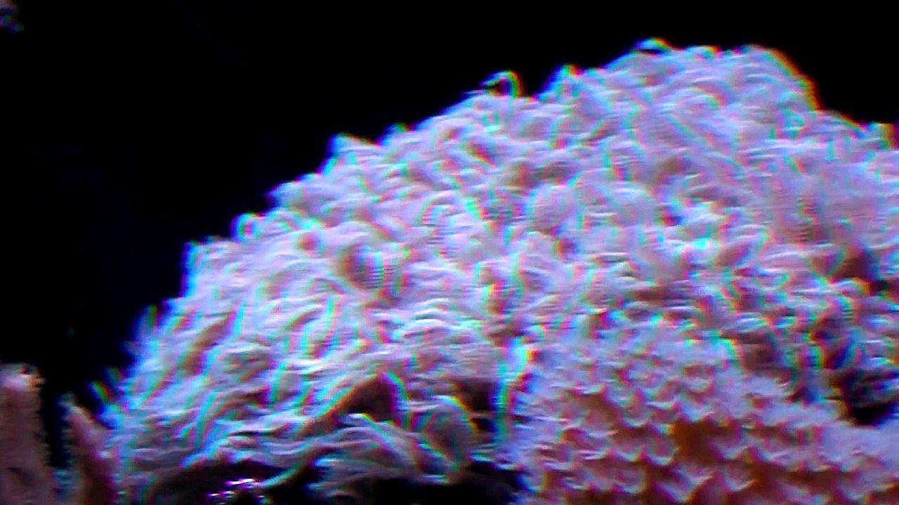 75 Gallons reef tank (after one year)