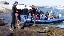 Saving trapped baby seals | Animal conservation in Cape Town