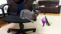British Shorthair Cat loves play with toy. Британская короткошерстная кошка. ブリティッシュショートヘアの猫