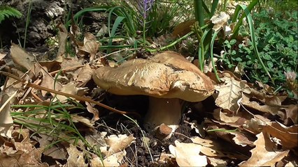 Primi Porcini dell'Etna... Sicilia 29/05/15