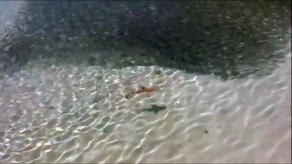 Attaque impressionnante d'un banc de poisson