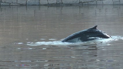 Une baleine perdue dans le port de Buenos Aires
