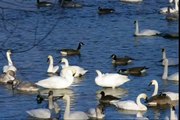 1001 Trumpeter Swans (and a Gaggle of Geese)