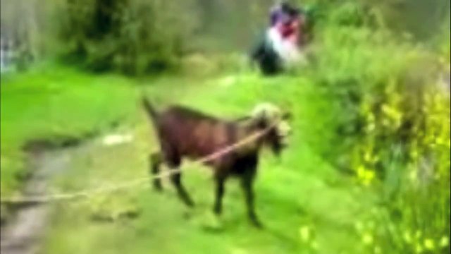 Goats Yelling Like Humans - Super Cut Compilation