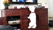 Excited Westie dog loves watching TV