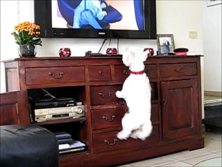 Excited Westie dog loves watching TV