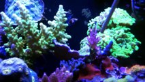 CORAL HAVEN, BETTENDORF IOWA. Saltwater reef tank store review. SPS, LPS, zoa frags.