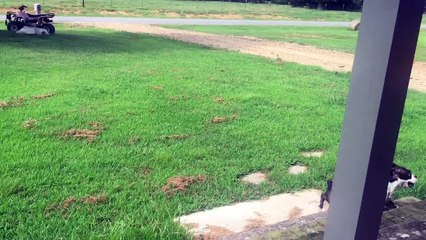 High flying Boston Terrier plays 'keepy-up' with balloon