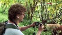 Wild horses along the Swiss-Italian border