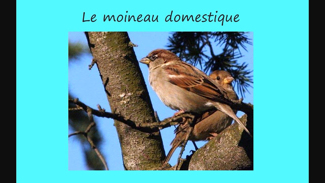 Les oiseaux 1 stage nature 2010